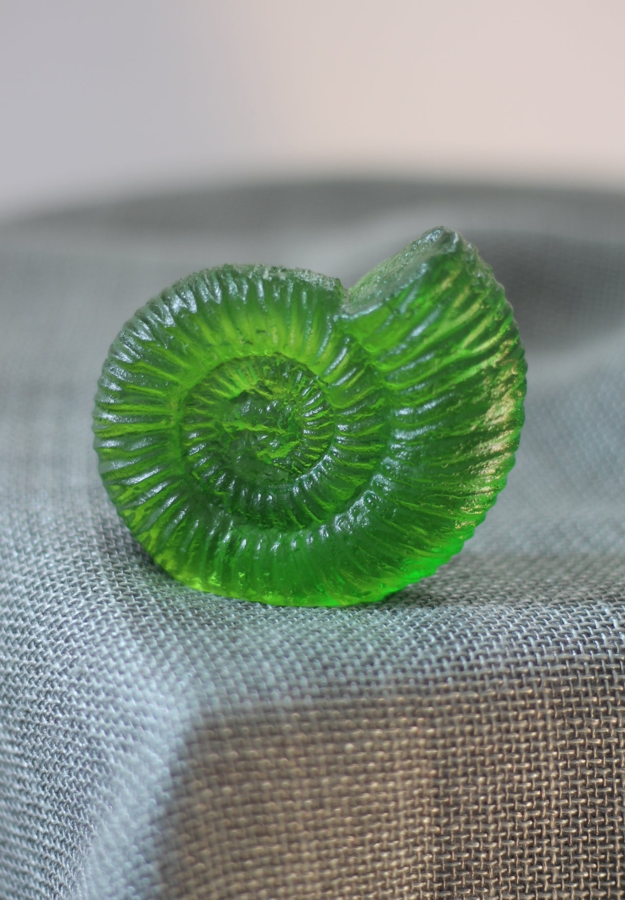 Ammonite by Rebecca Heap